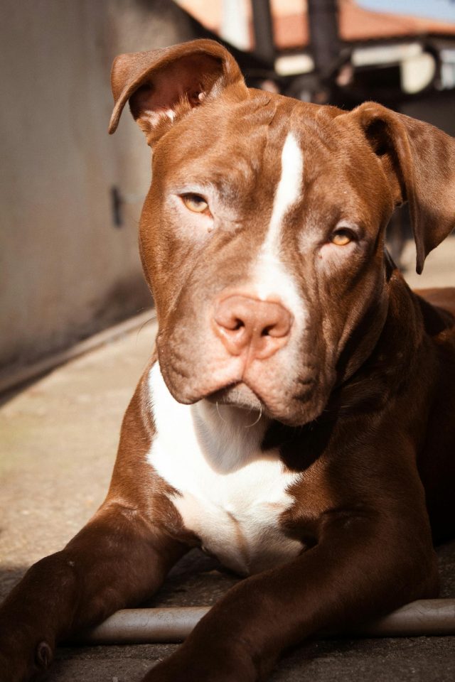Dog American Pitbull Terrier: Secrets To Raising A Loyal Companion