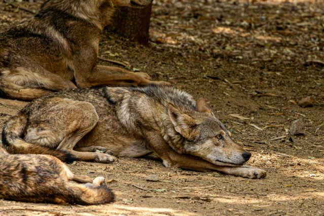 Wolves Vs Nottm Forest: Which Team Will Dominate The Pitch?