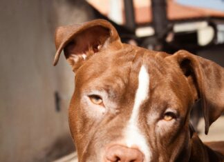 Dog American Pitbull Terrier: Secrets To Raising A Loyal Companion