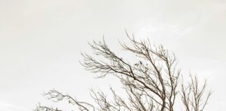 Cast Of Until I Kill You: Discover The Talented Stars Behind It Home