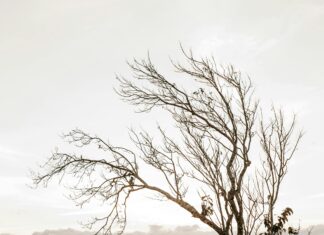 Cast Of Until I Kill You: Discover The Talented Stars Behind It