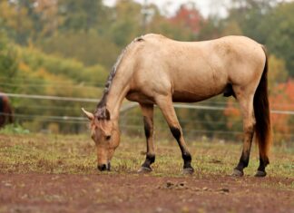 Euro Semi Final: Which Teams Will Clash in an Epic Showdown?