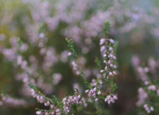 Flower Of Scotland Lyrics: Discover The Powerful Anthem’s True Meaning