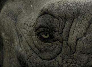 Giant Spiders Of The World: Unveiling Nature’s Most Astonishing Creatures