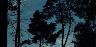 Leicester City Vs Nottm Forest: Who Will Triumph in This Thrilling Clash? Home