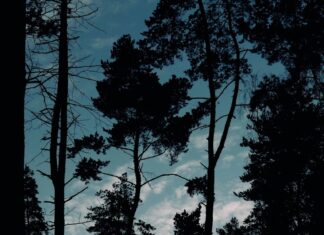 Leicester City Vs Nottm Forest: Who Will Triumph in This Thrilling Clash?