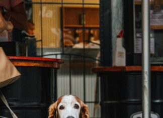 The Farmer’s Dog Pub: Discover The Secrets Behind Its Charm