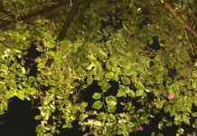 Is Bruce Willis Still Alive? Uncover The Truth Behind Rumours Home