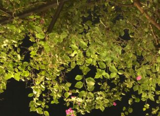 Is Bruce Willis Still Alive? Uncover The Truth Behind Rumours