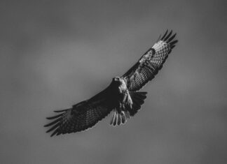 What Does Hawk Tuah Mean? Unveiling Its Powerful Secrets