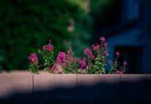 Rangers F.C. Vs Celtic F.C. Standings: Who Dominates The League?