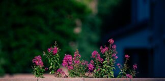 Rangers F.C. Vs Celtic F.C. Standings: Who Dominates The League? Home