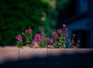 Rangers F.C. Vs Celtic F.C. Standings: Who Dominates The League?