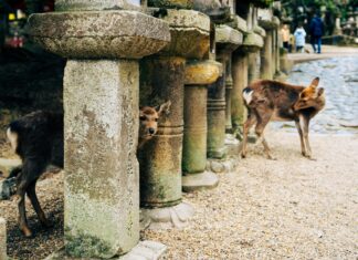 The Killing Of A Sacred Deer: Shocking Truths You Must Discover