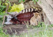 Liam Payne Dead Body Mystery: Shocking Truths You Must Know