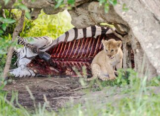 Liam Payne Dead Body Mystery: Shocking Truths You Must Know