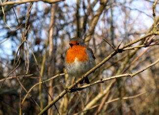 Aesculapian Snakes UK Invasion: Myth Or Surprising Wildlife Boom?