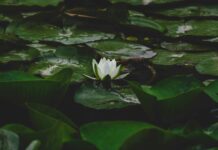 White Lotus Season Three: Shocking Twists You Can’t Miss