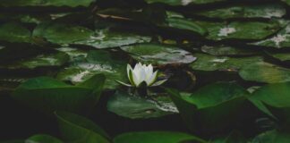 White Lotus Season Three: Shocking Twists You Can’t Miss Home