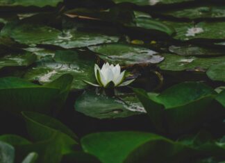 White Lotus Season Three: Shocking Twists You Can’t Miss