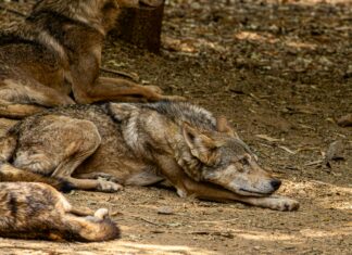 Wolves Vs Nottm Forest: Which Team Will Dominate The Pitch?