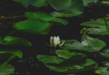 White Lotus Season Cast Secrets Revealed: Who’s Joining Next?