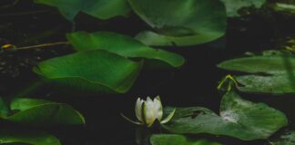 White Lotus Season Cast Secrets Revealed: Who’s Joining Next? Home