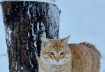 Arctic Blast Weather Forecast Met Office: What To Expect Next