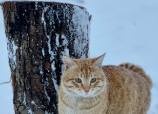 Arctic Blast Weather Forecast Met Office: What To Expect Next