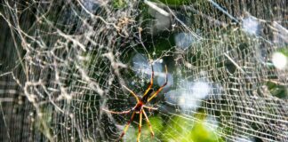 Lewis Hamilton Net Worth Revealed: Shocking Facts You Must Know Home