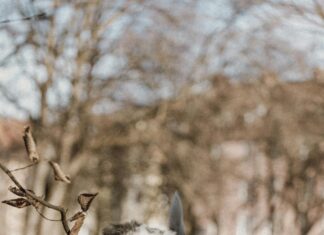 Arsenal Vs Bayern Munich Lineups: Who Will Dominate The Pitch?