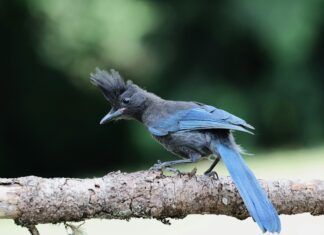 Has Jay Slater Been Found? Shocking Truths You Need To Know