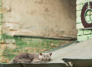 Larry The Downing Street Cat: Secrets Behind The Famous Feline