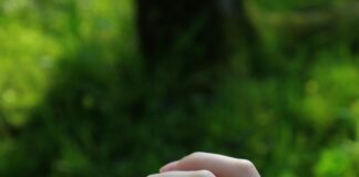 Chelsea Flower Show: Discover Stunning Gardens and Secrets Revealed Home