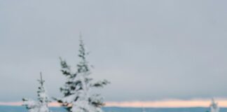 Nottm Forest Vs Crystal Palace: Who Will Dominate The Pitch Today? Home