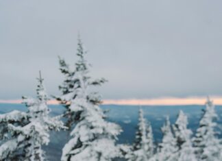 Nottm Forest Vs Crystal Palace: Who Will Dominate The Pitch Today?