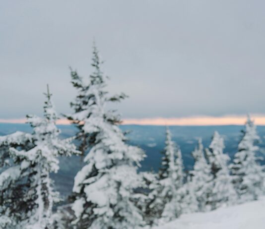 Nottm Forest Vs Crystal Palace: Who Will Dominate The Pitch Today?