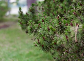 Grey’s Anatomy Season Twenty: What Shocking Twists Await Fans?