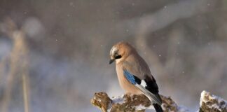 Jay Slater Tom Hilton Secrets Revealed: What You Need to Know Home