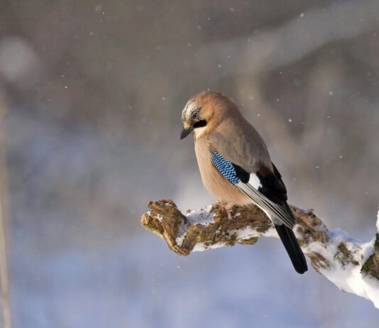 Jay Slater Tom Hilton Secrets Revealed: What You Need to Know