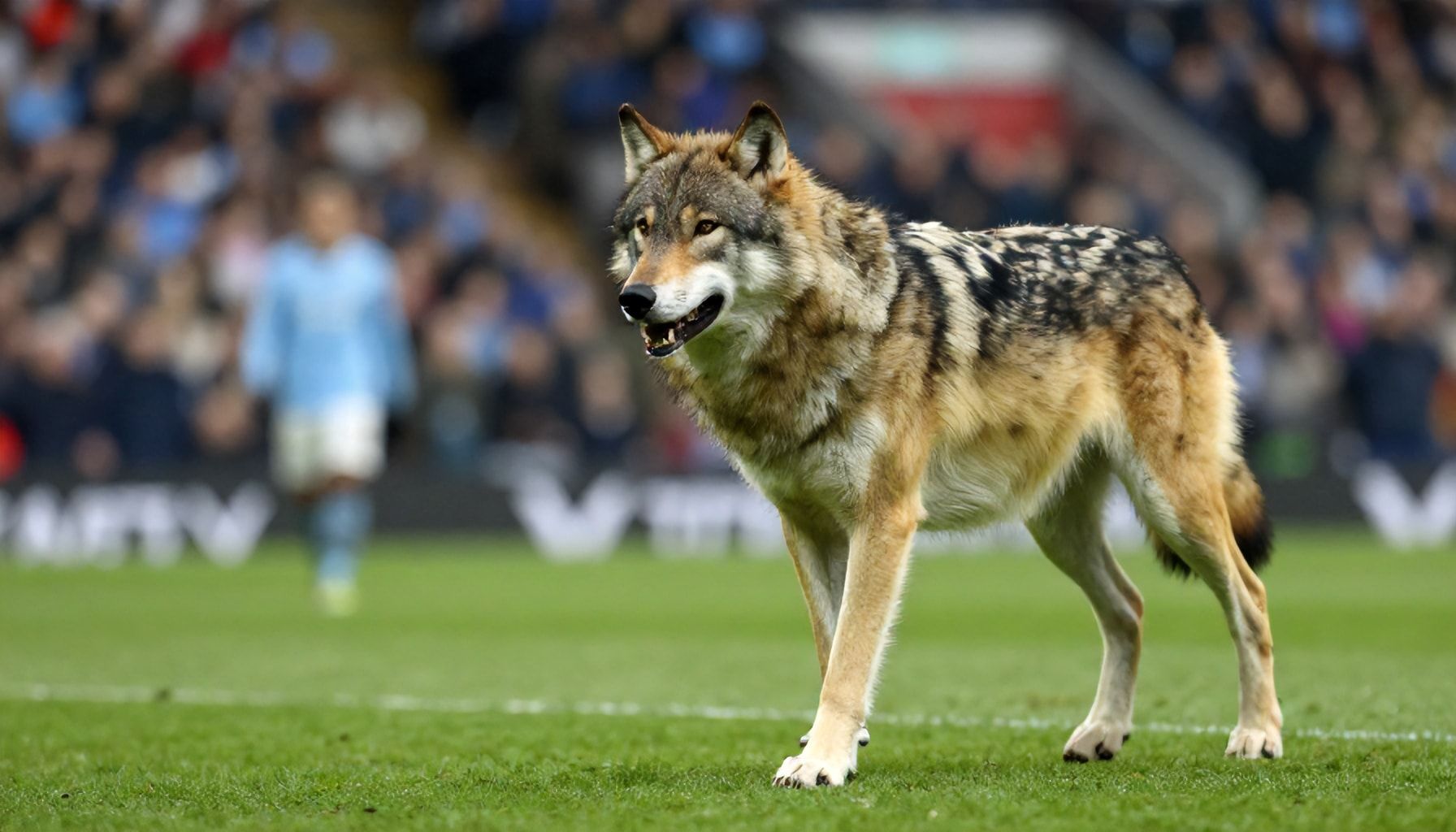 The 5 Key Areas Where Wolves' Physicality Could Give Manchester City a Run for Their Money