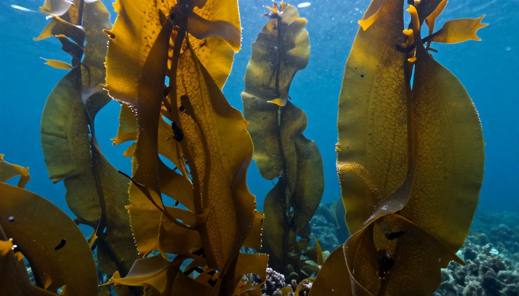Why Giant Kelp Forests Are Crucial for Marine Biodiversity in the Great Southern Reef