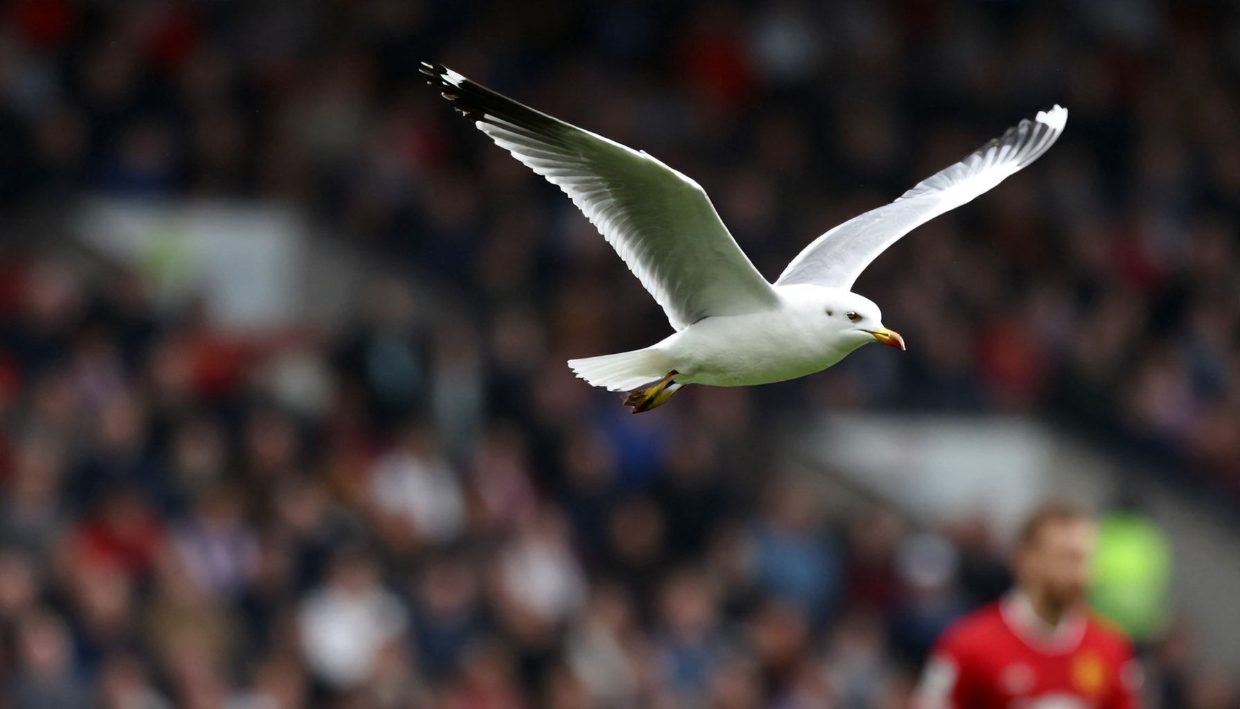 Why Seagulls Take Flight: The Key Factors Behind Brighton's Rise to Prominence Against Manchester United
